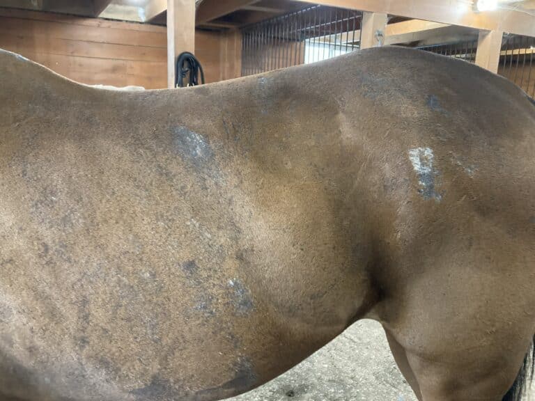 Horse Skin Conditions OA Equine